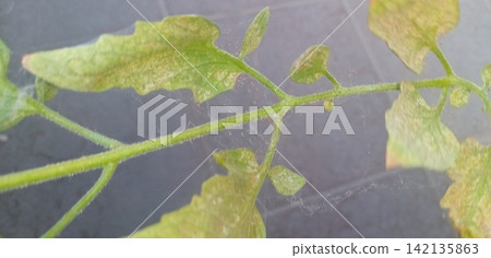 番茄葉片受到紅蜘蛛的侵害 142135863