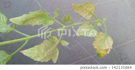 Tomato leaves affected by spider mites Tomato leaves affected by spider mites 142135864
