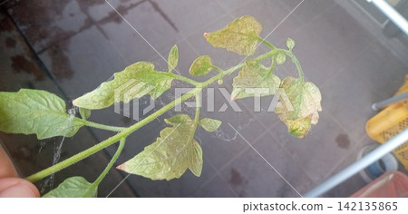 番茄葉片受到紅蜘蛛的侵害 142135865