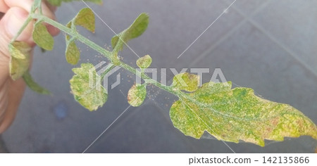 番茄葉片受到紅蜘蛛的侵害 142135866