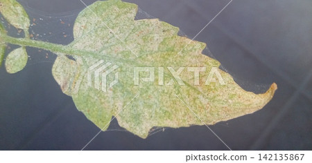 Tomato leaves affected by spider mites Tomato leaves affected by spider mites 142135867