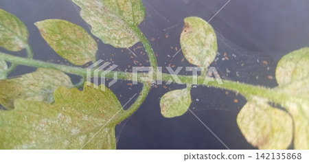 Tomato leaves affected by spider mites Tomato leaves affected by spider mites 142135868