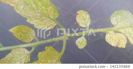 Tomato leaves affected by spider mites Tomato leaves affected by spider mites 142135869