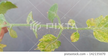 番茄葉片受到紅蜘蛛的侵害 番茄葉片受到紅蜘蛛的侵害 142135870