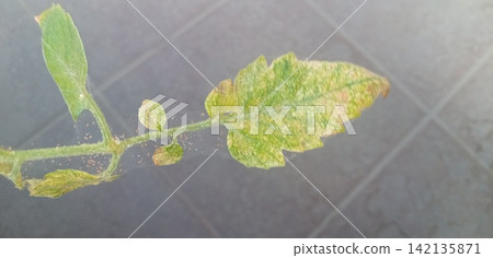 Tomato leaves affected by spider mites 142135871