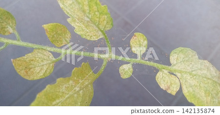 Tomato leaves affected by spider mites Tomato leaves affected by spider mites 142135874