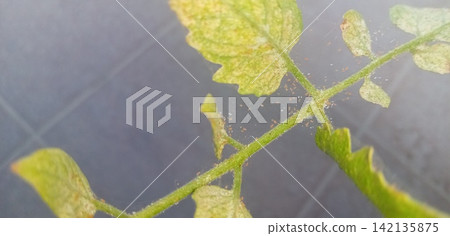 Tomato leaves affected by spider mites Tomato leaves affected by spider mites 142135875