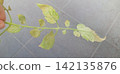 Tomato leaves affected by spider mites 142135876