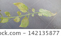 Tomato leaves affected by spider mites 142135877