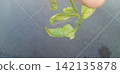Tomato leaves affected by spider mites 142135878