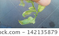 Tomato leaves affected by spider mites 142135879