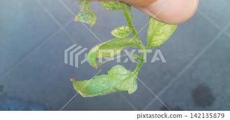 Tomato leaves affected by spider mites Tomato leaves affected by spider mites 142135879