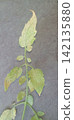 Tomato leaves affected by spider mites 142135880