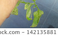 Tomato leaves affected by spider mites 142135881