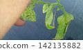 Tomato leaves affected by spider mites 142135882