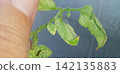 Tomato leaves affected by spider mites 142135883