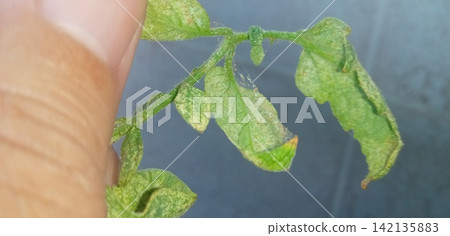 Tomato leaves affected by spider mites Tomato leaves affected by spider mites 142135883