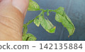 Tomato leaves affected by spider mites 142135884