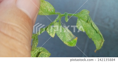 Tomato leaves affected by spider mites Tomato leaves affected by spider mites 142135884