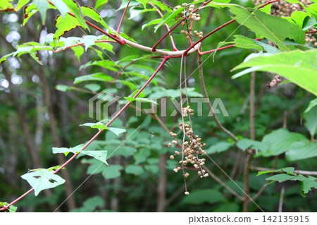 The fruit of the Japanese poison ivy in early autumn The fruit of the Japanese poison ivy in early autumn 142135915