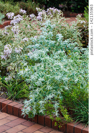 The delicate flowers and leaves of the snow-on-the-mountain plant blooming in the summer garden. The delicate flowers and leaves of the snow-on-the-mountain plant blooming in the summer garden. 142135963
