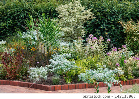 The delicate flowers and leaves of the snow-on-the-mountain plant blooming in the summer garden. The delicate flowers and leaves of the snow-on-the-mountain plant blooming in the summer garden. 142135965