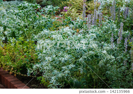 夏日花園裡盛開著雪山植物嬌嫩的花朵和葉子。 142135966