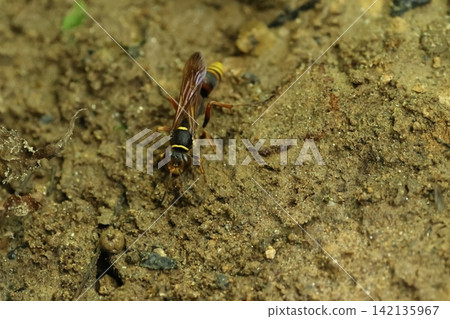 生物,昆蟲:糞蜂(*Pterocephalus spp.*)捕食蜘蛛。它將麻痺的蜘蛛放入罐狀的泥巢中,並將它們作為幼蟲的食物。 生物,昆蟲:糞蜂(*Pterocephalus spp.*)捕食蜘蛛。它將麻痺的蜘蛛放入罐狀的泥巢中,並將它們作為幼蟲的食物。 142135967