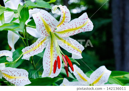 A close-up of a beautiful mountain lily flower blooming in a Japanese forest. A close-up of a beautiful mountain lily flower blooming in a Japanese forest. 142136011