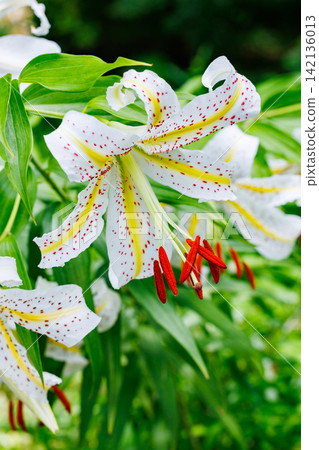 A close-up of a beautiful mountain lily flower blooming in a Japanese forest. A close-up of a beautiful mountain lily flower blooming in a Japanese forest. 142136013