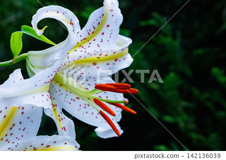 The stamens of a beautiful mountain lily flower blooming in a Japanese forest The stamens of a beautiful mountain lily flower blooming in a Japanese forest 142136039