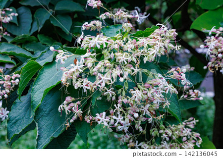 Clerodendrum flowers with a jasmine-like fragrance in the summer garden Clerodendrum flowers with a jasmine-like fragrance in the summer garden 142136045