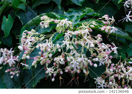 Clerodendrum flowers with a jasmine-like fragrance in the summer garden Clerodendrum flowers with a jasmine-like fragrance in the summer garden 142136046