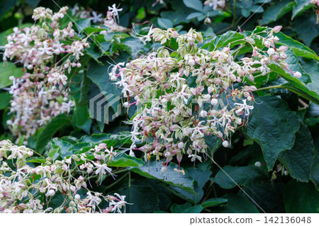 Clerodendrum flowers with a jasmine-like fragrance in the summer garden Clerodendrum flowers with a jasmine-like fragrance in the summer garden 142136048