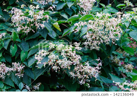 Clerodendrum flowers with a jasmine-like fragrance in the summer garden Clerodendrum flowers with a jasmine-like fragrance in the summer garden 142136049
