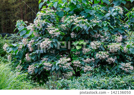 Clerodendrum flowers with a jasmine-like fragrance in the summer garden Clerodendrum flowers with a jasmine-like fragrance in the summer garden 142136050