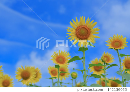 向日葵向湛藍的夏日天空綻放 向日葵向湛藍的夏日天空綻放 142136053