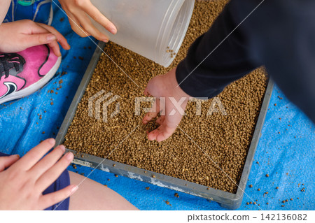 Elementary school students leveling rice seeds: Sowing seeds to prepare seedlings for rice planting experience. Elementary school students leveling rice seeds: Sowing seeds to prepare seedlings for rice planting experience. 142136082