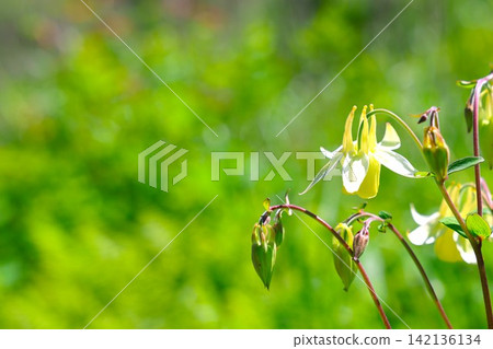 The delicate flowers of the yellow columbine, an alpine plant, bloom on the plateau. The delicate flowers of the yellow columbine, an alpine plant, bloom on the plateau. 142136134