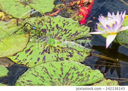 Water lilies Water lilies 142136143