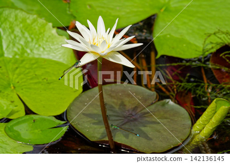 Water lilies Water lilies 142136145