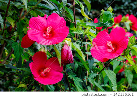 Red titanbicus flowers blooming in a summer garden Red titanbicus flowers blooming in a summer garden 142136161