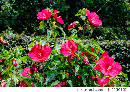 Red titanbicus flowers blooming in a summer garden Red titanbicus flowers blooming in a summer garden 142136162