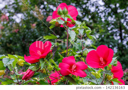 夏日花園中盛開的紅色 titanbicus 花 142136163
