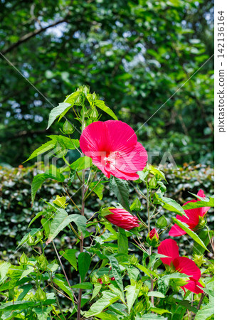 夏日花園中盛開的紅色 titanbicus 花 142136164