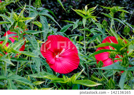 夏日花園中盛開的紅色 titanbicus 花 夏日花園中盛開的紅色 titanbicus 花 142136165