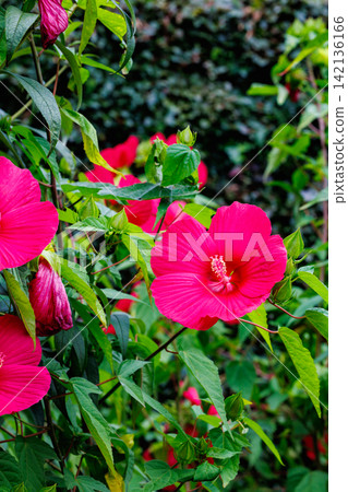 Red titanbicus flowers blooming in a summer garden Red titanbicus flowers blooming in a summer garden 142136166