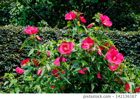 Red titanbicus flowers blooming in a summer garden Red titanbicus flowers blooming in a summer garden 142136167