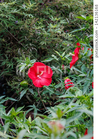 夏日花園中盛開的紅色 titanbicus 花 夏日花園中盛開的紅色 titanbicus 花 142136168