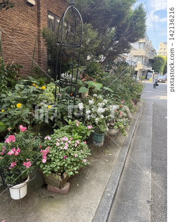 美麗的盆栽花卉點綴著城市的街道和人行道。 美麗的盆栽花卉點綴著城市的街道和人行道。 142136216